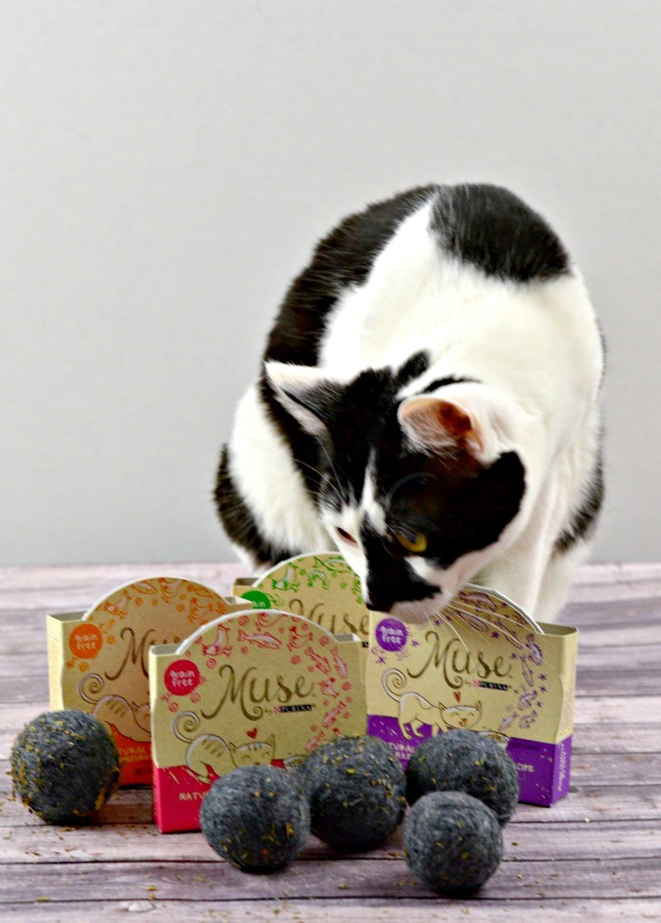 Cat with Purina Muse and Felted Catnip Balls
