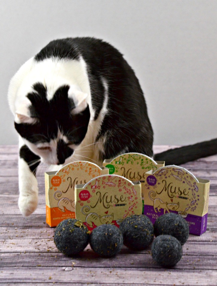 Cat with Purina Muse and Felted Catnip Balls