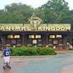 One Day At Animal Kingdom With A Toddler