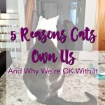 5 Reasons Cats Own Us – And Why We’re OK With It