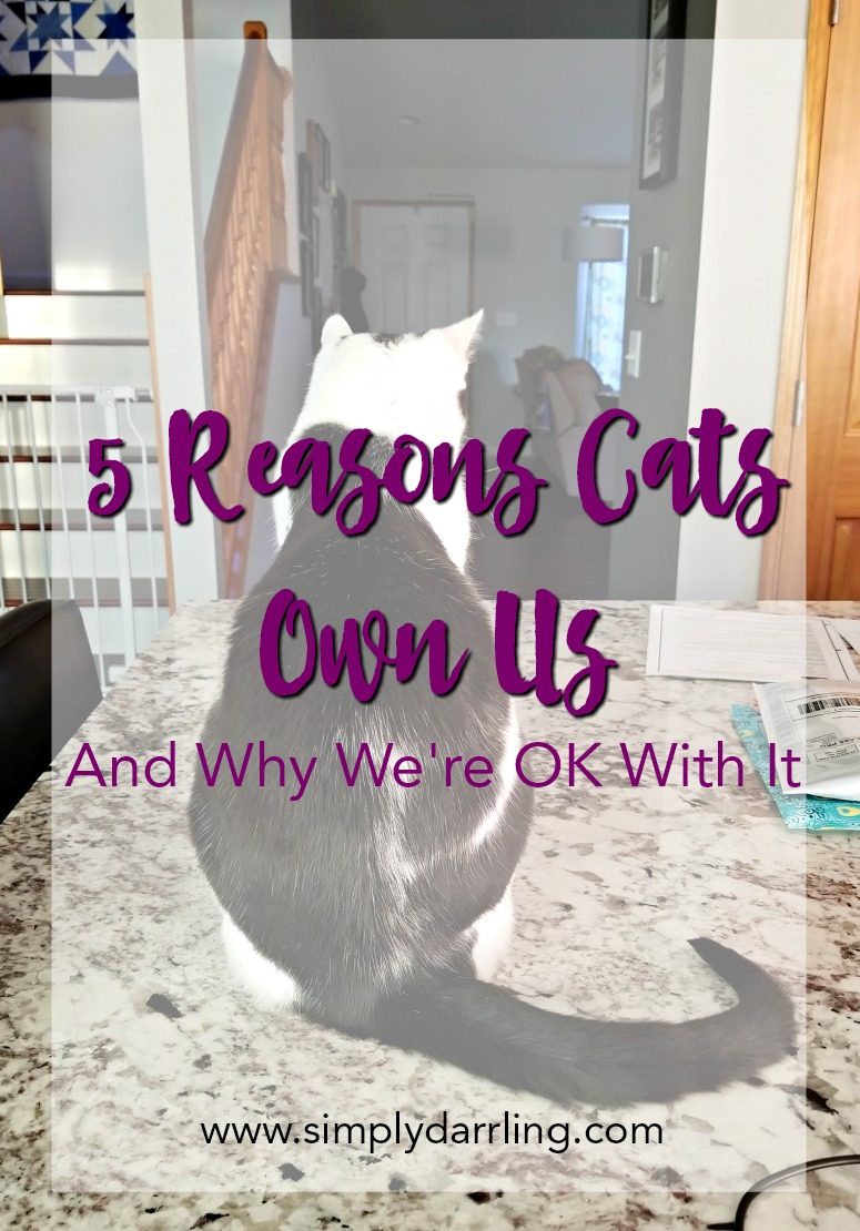 5 Reasons Cats Own Us - Hills Science Diet Cat Food