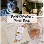 Pip the Chihuahua’s Favorite Things