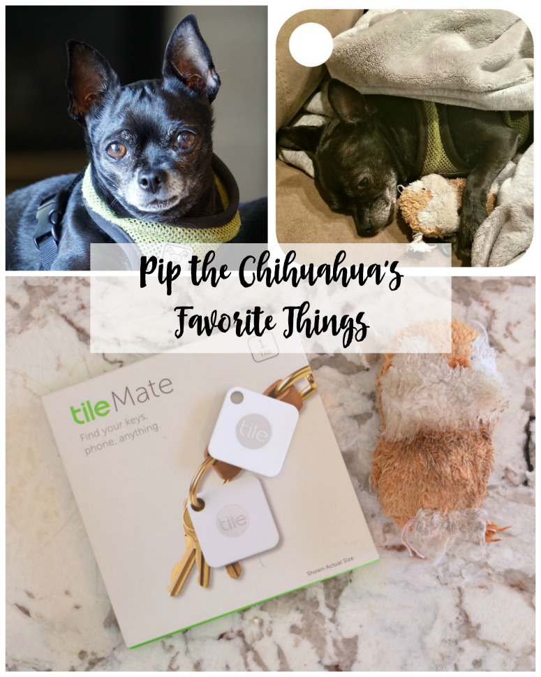 Pip the Chihuahua's Favorite Toys