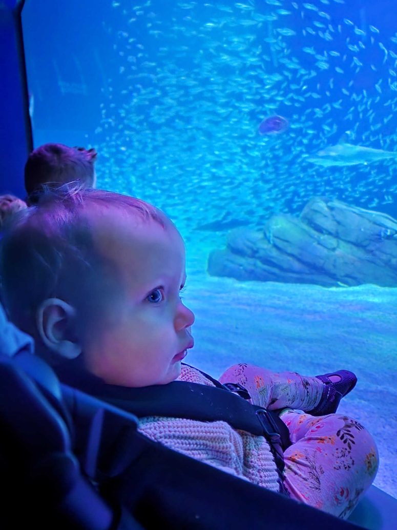 A young toddler girl staring into a fish tank at the Georgia Aquarium