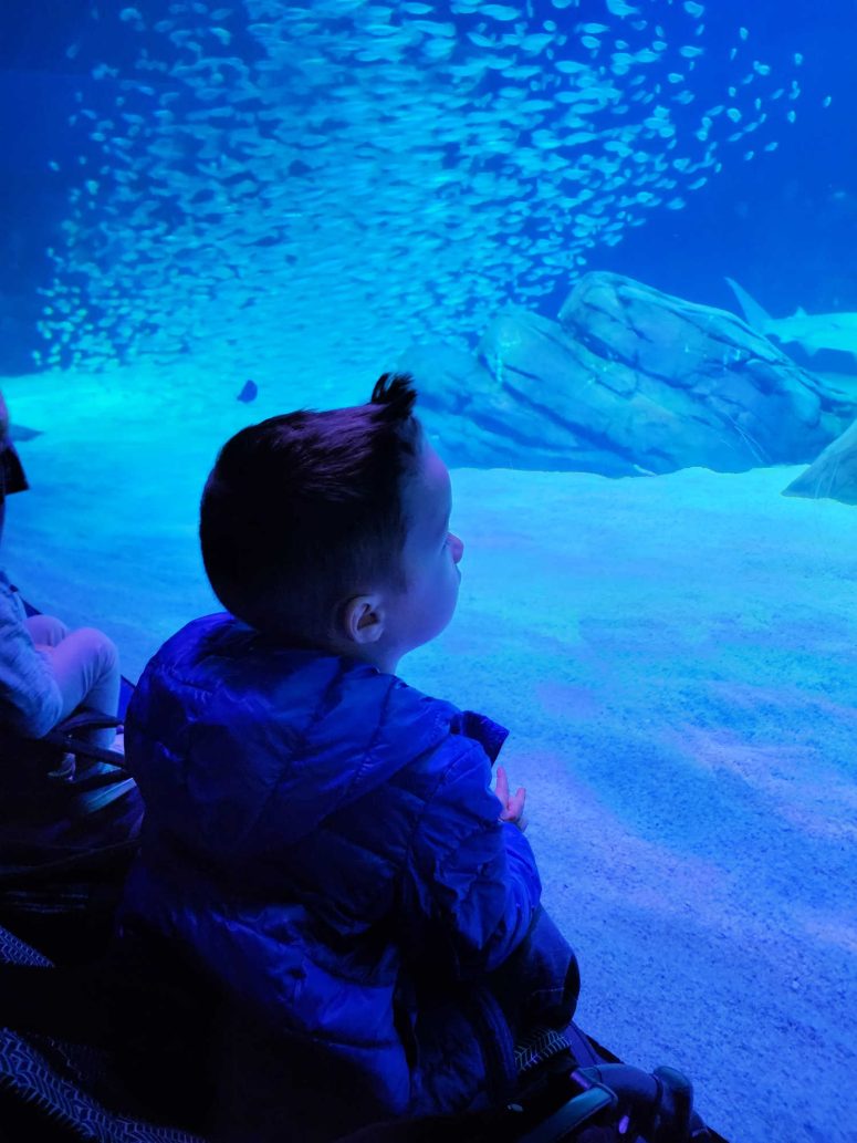 A toddler boy looking into an aquarium tank with a large school of fish